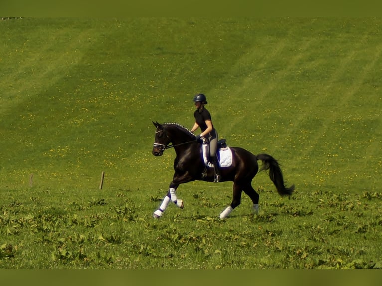 Westfalisk häst Valack 7 år 172 cm Rökfärgad svart in Iserlohn
