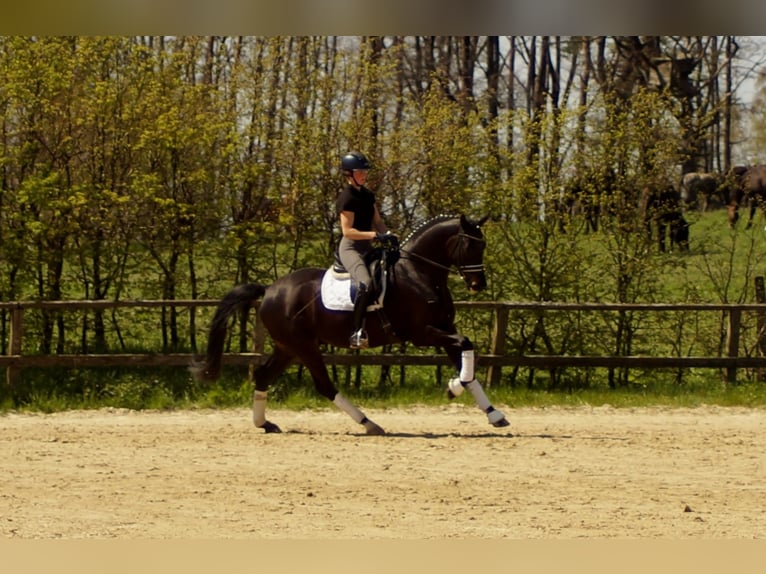 Westfalisk häst Valack 7 år 172 cm Rökfärgad svart in Iserlohn