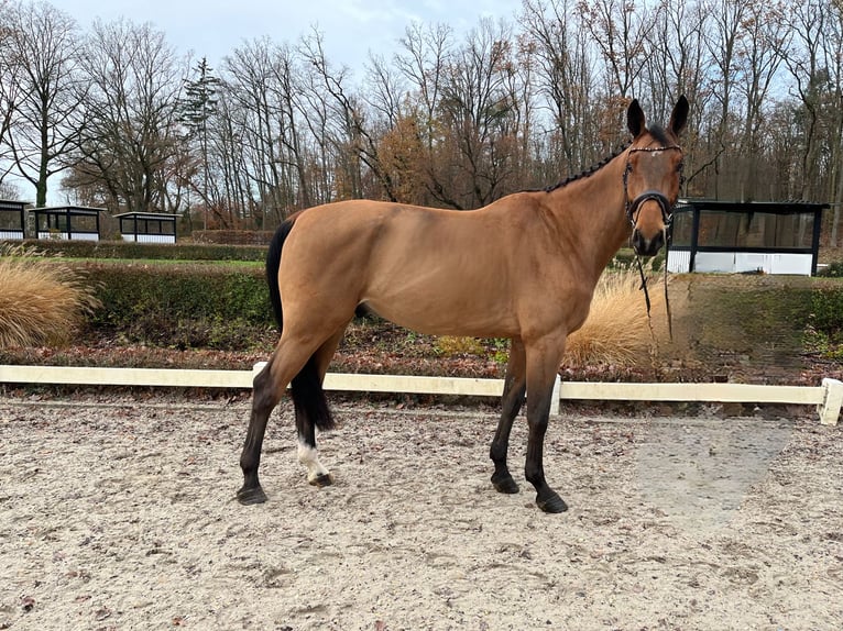 Westfalisk häst Valack 7 år 178 cm Brun in Darmstadt