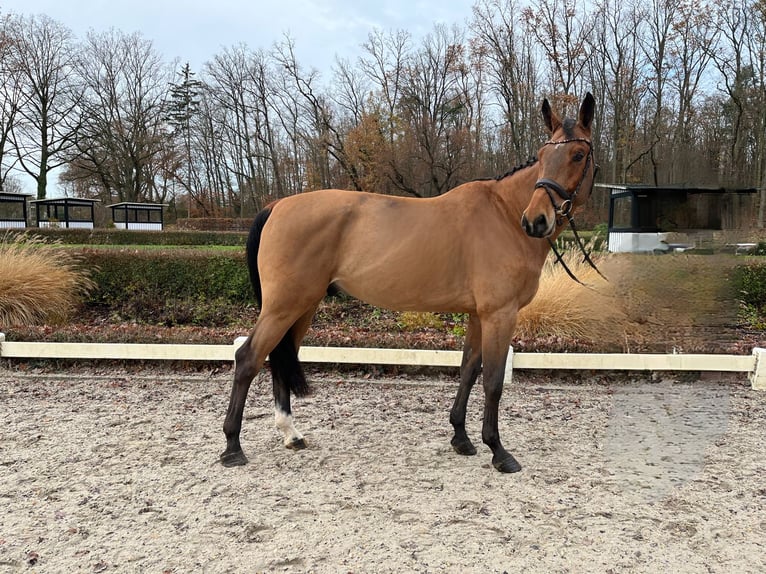 Westfalisk häst Valack 7 år 178 cm Brun in Darmstadt