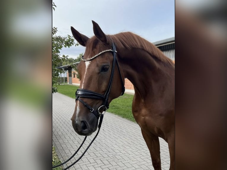 Westfalisk häst Valack 7 år 178 cm Fux in Mülheim-Kärlich