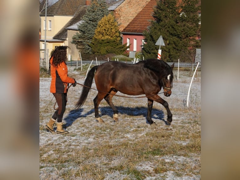Westfalisk häst Valack 8 år 156 cm Mörkbrun in Bad Belzig