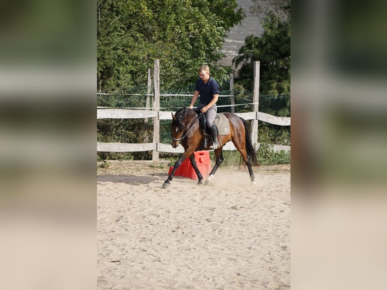 Westfalisk häst Valack 8 år 156 cm Mörkbrun in Bad Belzig