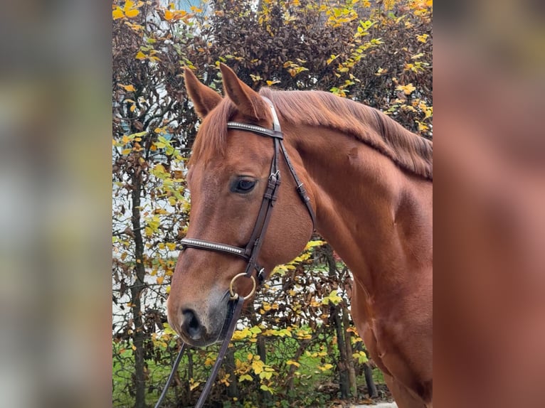 Westfalisk häst Valack 8 år 167 cm fux in Kümmertshausen