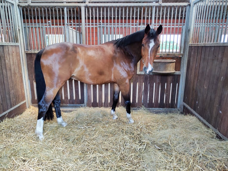 Westfalisk häst Valack 8 år 168 cm Brun in Rietberg