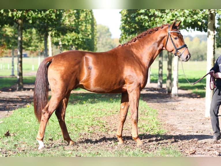 Westfalisk häst Valack 8 år 168 cm fux in Bad Zwischenahn