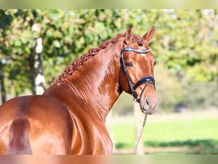 Westfalisk häst Valack 8 år 168 cm fux in Bad Zwischenahn