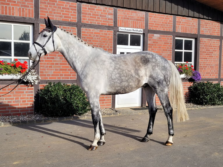 Westfalisk häst Valack 8 år 170 cm Grå in Borken