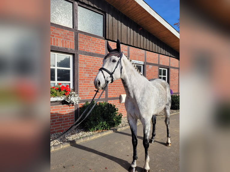Westfalisk häst Valack 8 år 170 cm Grå in Borken
