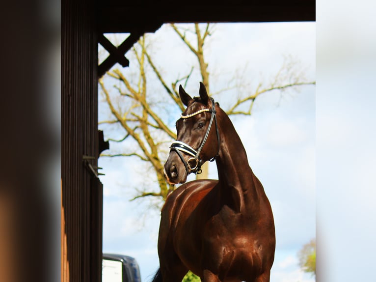Westfalisk häst Valack 8 år 171 cm Svart in Bramsche
