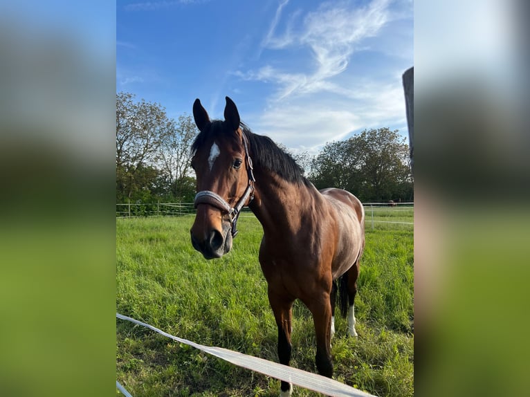 Westfalisk häst Valack 8 år 178 cm Brun in Röttingen