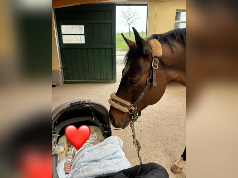 Westfalisk häst Valack 9 år 165 cm Brun in Barntrup