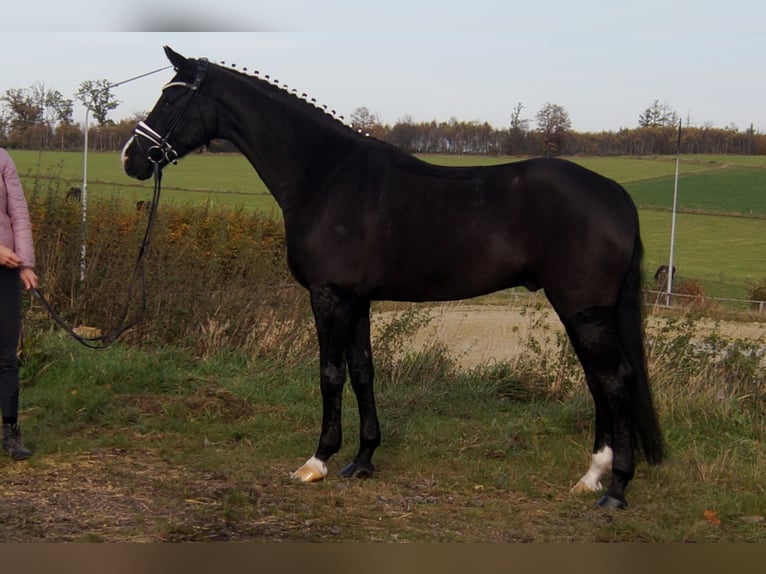 Westfalisk häst Valack 9 år 168 cm Svart in Iserlohn