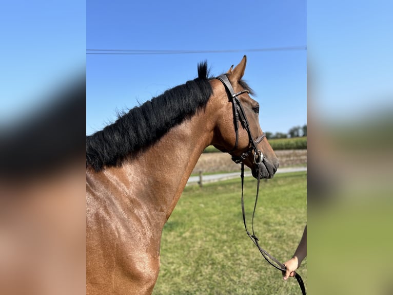 Westfalisk häst Valack 9 år 172 cm Brun in Versmold