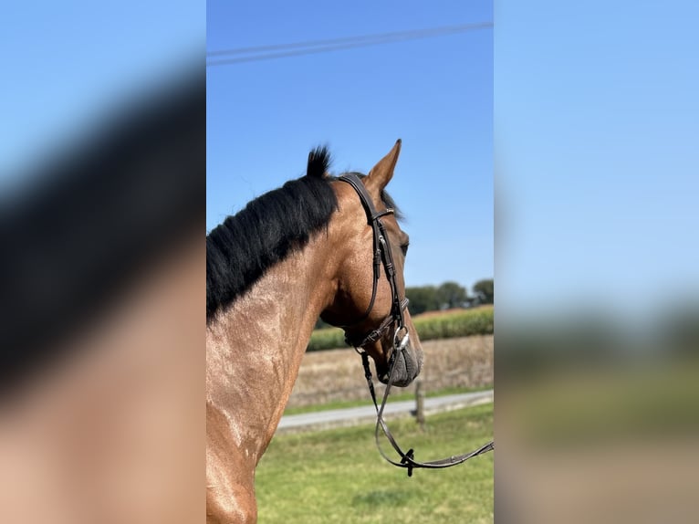 Westfalisk häst Valack 9 år 172 cm Brun in Versmold