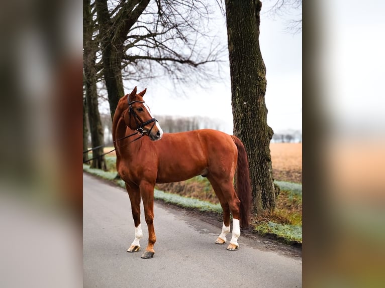 Westfalisk häst Valack 9 år 172 cm fux in Recklinghausen