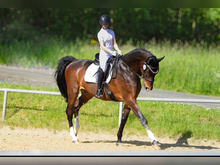 Westfalisk häst Valack 9 år 175 cm Rökfärgad svart in Siegen