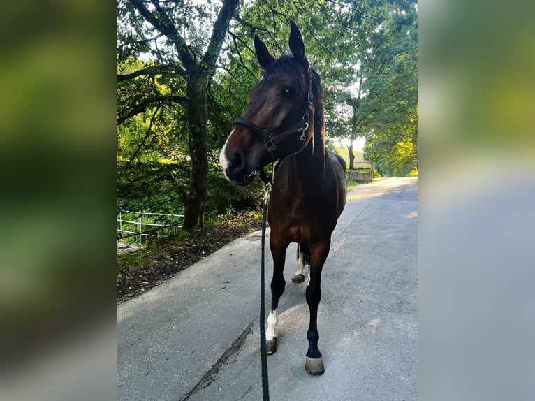 Westfalisk häst Valack 9 år 175 cm Rökfärgad svart in Siegen