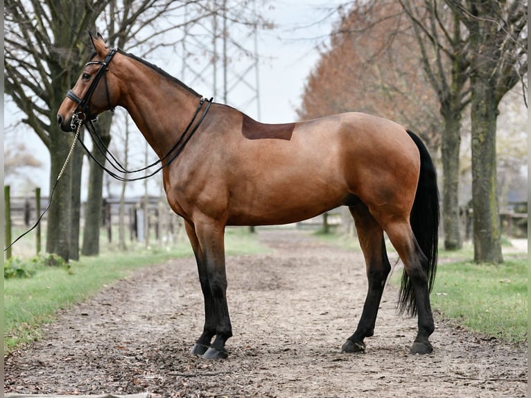 Westfalisk häst Valack 9 år 178 cm Brun in Pulheim