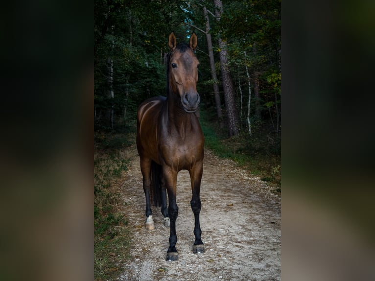 Westfalisk häst Valack 9 år in Aying