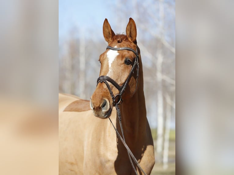 Westfalisk häst Valack 9 år fux in Izsak