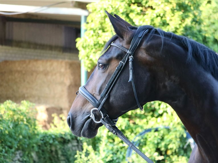 Westphalian Gelding 10 years 16,1 hh Bay-Dark in Glandorf