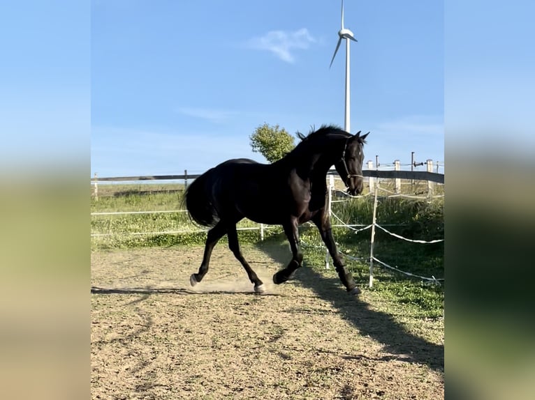 Westphalian Gelding 10 years 16.1 hh Smoky-Black in Montabaur