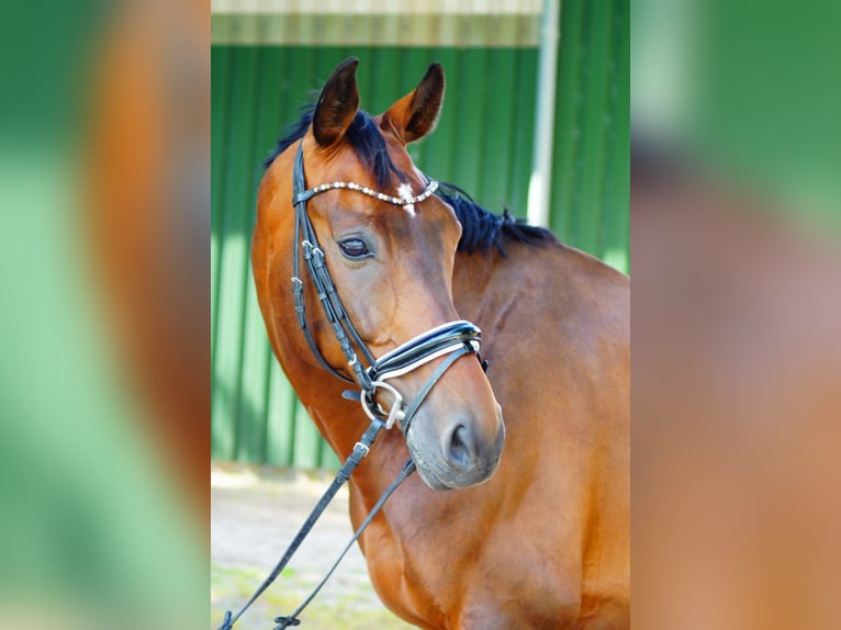 Westphalian Gelding 10 years 16,2 hh Bay-Dark in Rendsburg