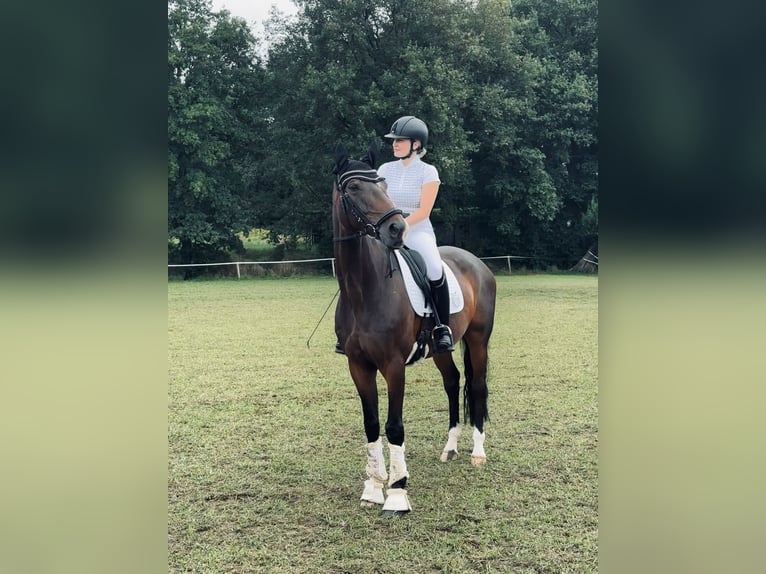 Westphalian Gelding 10 years 16,2 hh Bay-Dark in Ratingen