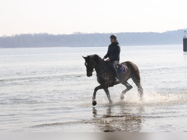 Westphalian Gelding 10 years 16.2 hh Bay-Dark in Langwedel