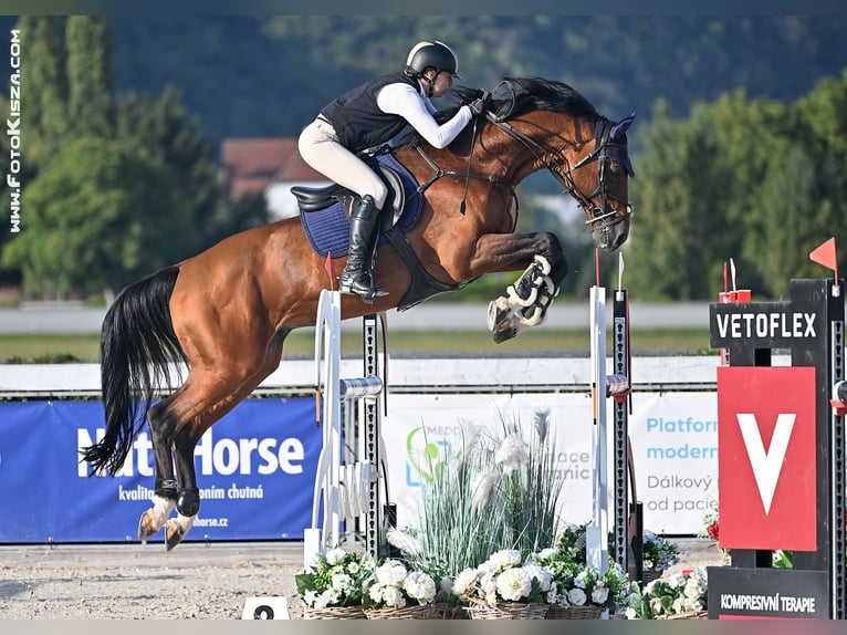 Westphalian Gelding 10 years 16,2 hh Brown in Trojanovice