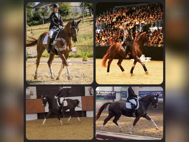 Westphalian Gelding 10 years 16,2 hh Chestnut in Velbert