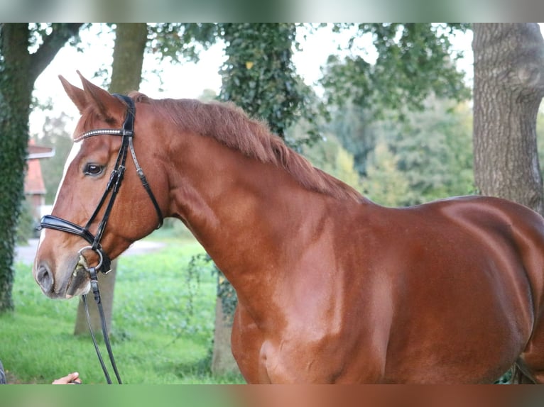 Westphalian Gelding 10 years 16,2 hh Chestnut-Red in Glandorf