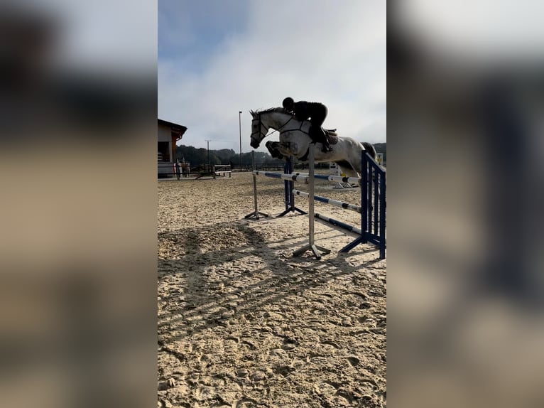 Westphalian Gelding 10 years 16,2 hh Gray in Everswinkel