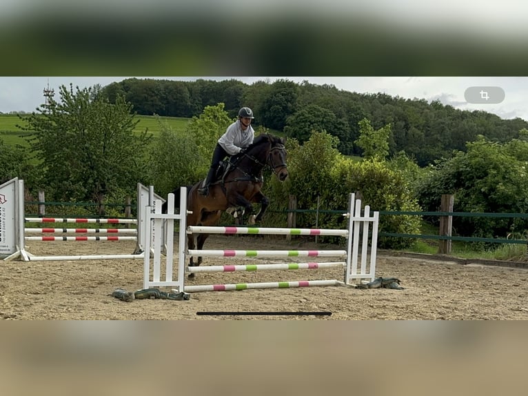 Westphalian Gelding 10 years 16.3 hh Bay-Dark in Nachrodt-Wiblingwerde