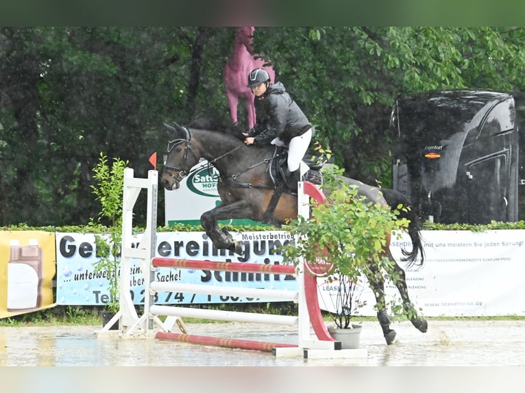 Westphalian Gelding 10 years 16.3 hh Bay-Dark in Nachrodt-Wiblingwerde