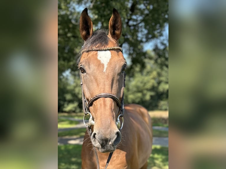 Westphalian Gelding 10 years 16,3 hh Brown in Versmold