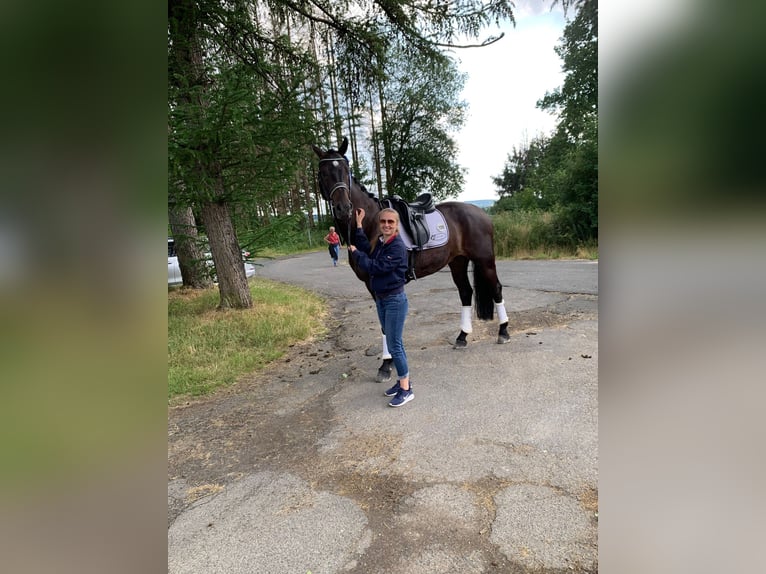 Westphalian Gelding 10 years 16,3 hh in Swisttal