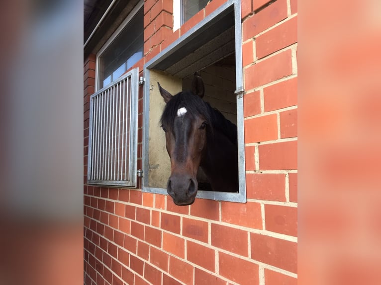 Westphalian Gelding 10 years 16,3 hh in Swisttal