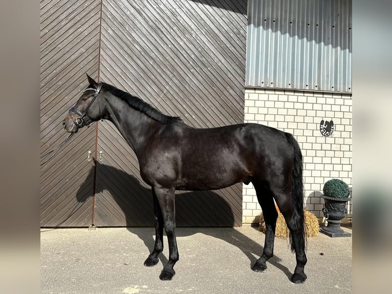 Westphalian Gelding 10 years 16,3 hh in Swisttal