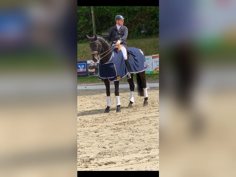 Westphalian Gelding 10 years 16,3 hh in Swisttal