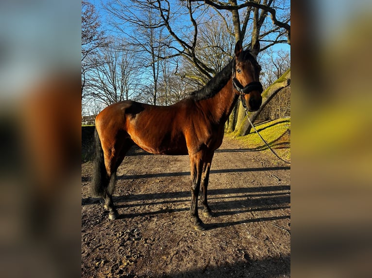 Westphalian Gelding 10 years 16,3 hh in Darmstadt