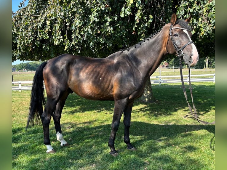 Westphalian Gelding 10 years 16 hh Bay-Dark in Bad Laer
