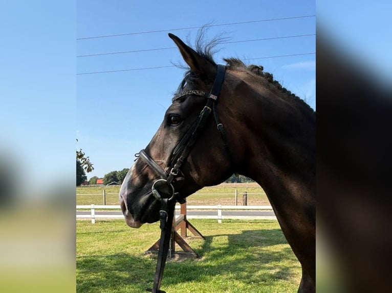 Westphalian Gelding 10 years 16 hh Bay-Dark in Bad Laer