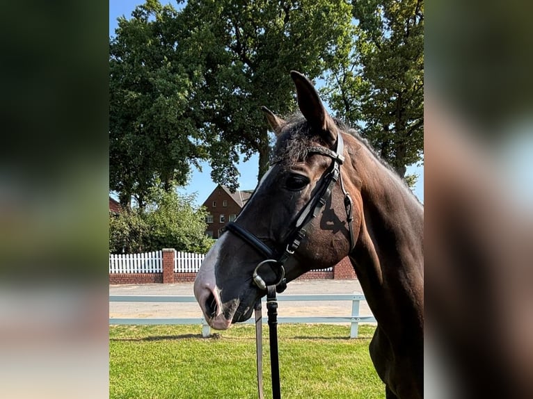 Westphalian Gelding 10 years 16 hh Bay-Dark in Bad Laer