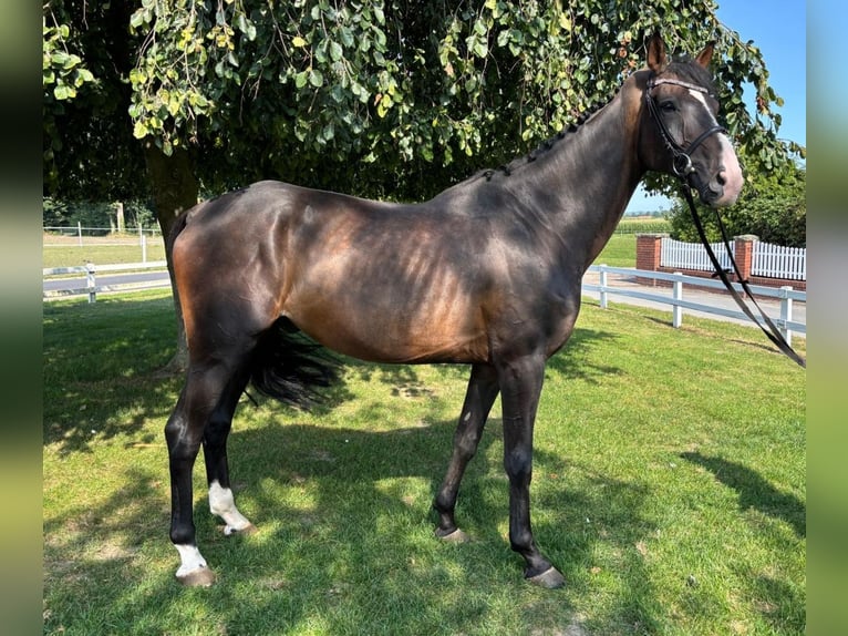 Westphalian Gelding 10 years 16 hh Bay-Dark in Bad Laer