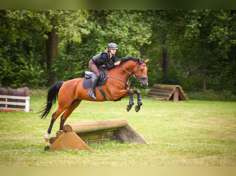 Westphalian Gelding 10 years 16 hh Brown in Haan