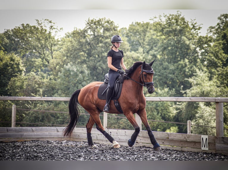 Westphalian Gelding 10 years 16 hh Brown in Haan