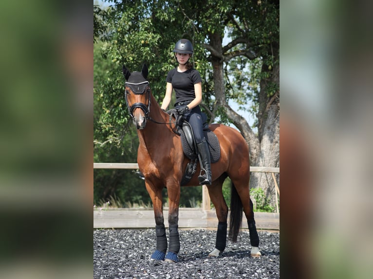 Westphalian Gelding 10 years 16 hh Brown in Haan