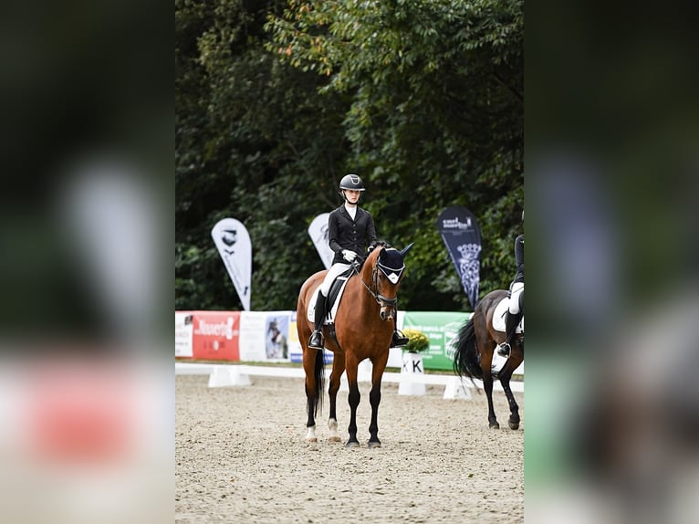 Westphalian Gelding 10 years 16 hh Brown in Haan